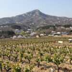 봄날 썬밸리 오드카운티의 전경, 포도밭과 배경의 설악산