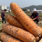 고구마 줄기 손질법 껍질 벗긴 후 아삭한 모습