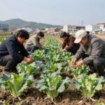 김장배추 씨앗 파종시기에 맞춰 준비한 배추 밭과 씨앗 모습