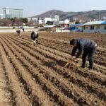 당근 심는 시기 봄 가을 파종 모종 사진