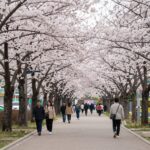 Seoul Dorimcheon cherry blossom tunnel with dense flowers and walking path