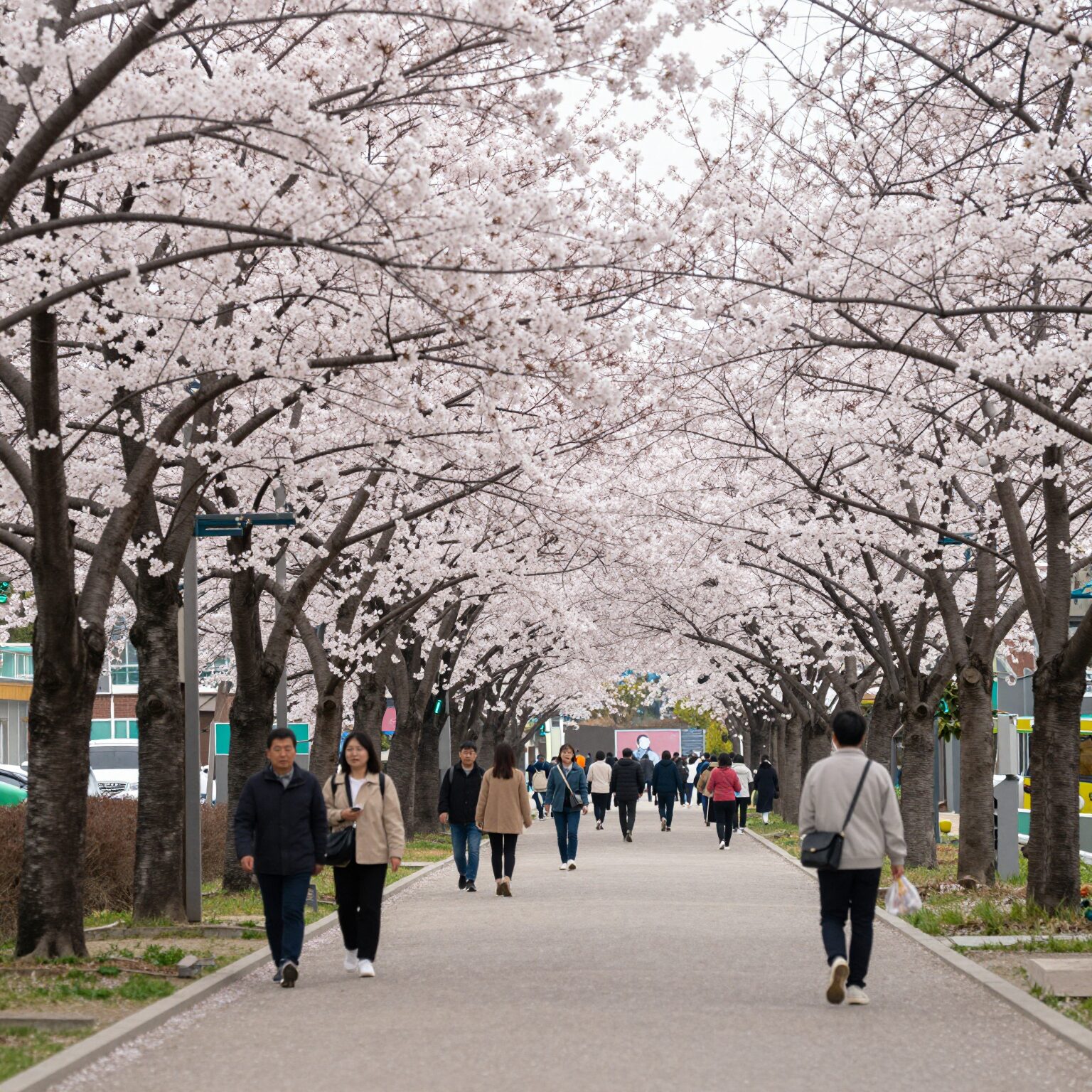 Seoul Dorimcheon cherry blossom tunnel with dense flowers and walking path