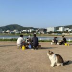 동해시 글로리아펜션 바베큐장 야경과 고양이