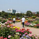 제주 마노르블랑 7월 수국 정원 풍경