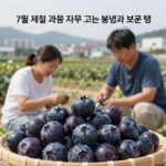 7월 제철음식 종류와 맛있게 즐기는 팁 7월 제철 과일 자두 고르는 방법과 보관 팁