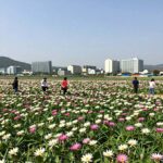 시흥 관곡지 연꽃 만발한 전경