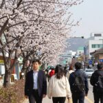 Spring flower song lyrics analysis blog image