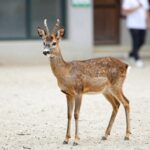 사슴벌레 암컷의 작고 단단한 턱과 굵은 배 부분의 외형