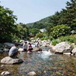 여름 국내 여행지로 사랑받는 괴산 쌍곡계곡의 맑은 계곡물과 주변 풍경