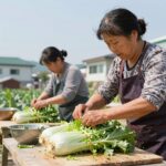 여름 배추 손질부터 양념 버무리기까지 과정