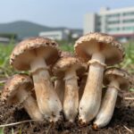 여름 송이버섯 2등급과 3등급 비교 사진 갓 상태 차이를 보여줌