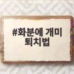화분에 개미 퇴치법