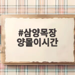 삼양목장 양몰이시간 완벽정리 삼양목장 양몰이시간