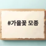 가을꽃 모종