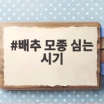 배추 모종 심는 시기